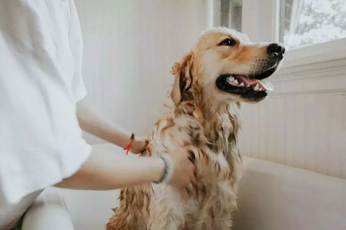 狗狗洗完澡不吹干有什么危害 