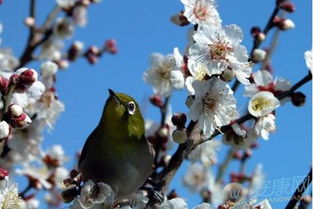 梦见梅花开满枝头