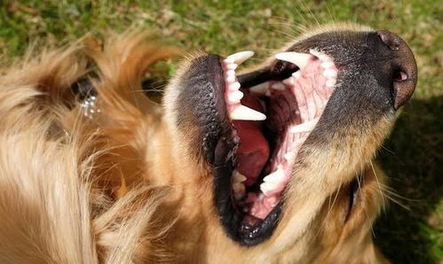 狗狗牙龈可以反映身体情况 主人掰开看一看,能更好监控狗狗健康 粉红色 
