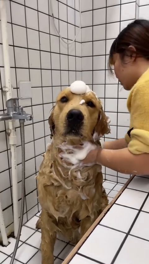 普通狗狗洗澡vs二哈洗澡 