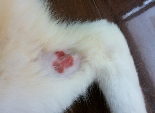 猫身上有皮屑怎么治疗（猫毛里面有白色皮屑正常吗）