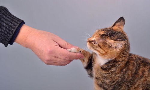 你知道如何友好地和猫握手吗 这篇文章告诉你与猫握手的小技巧