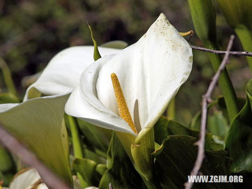 梦见茉莉花