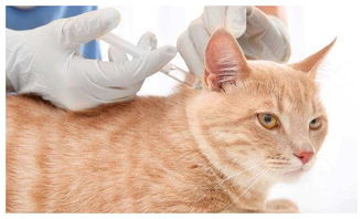 猫咪抗体检测多少钱（猫咪抗体检查多少钱一次）
