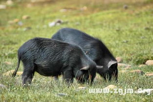 梦见两头大黑猪是什么意思梦到两头大黑猪好不好(梦见2头黑猪)