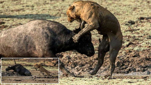 狮子捕猎疣猪遭到,三头水牛的攻击随后,水牛就遭到狮子的报复 