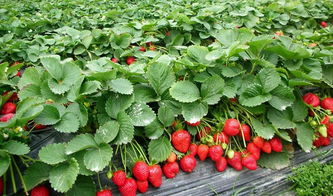 草莓初花期要注意这四大病虫害,草莓大棚病害如何防治效果较好