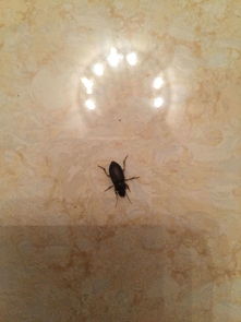 家里有好多会飞黑色的小虫子,请问这是什么啊 