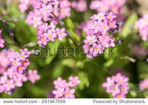 Forget Me Not Pink Flowers In Spring Closeup