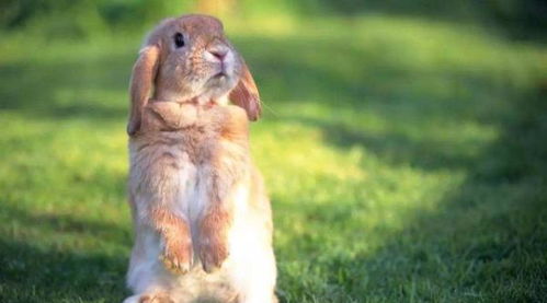 澳洲被近百亿只兔子折腾了几十年,吃真的能解决它们吗