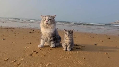 带猫咪兄妹第一次去海边沙滩玩耍,胆小的小猫咪一脸懵逼,成了猫哥哥的跟屁虫