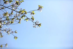 关于春月的诗句有哪些