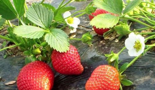 庭院种植草莓该如何栽种及管理