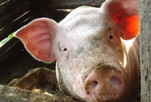 什么是发酵床养猪 发酵床养猪的技术原理和优点又是什么