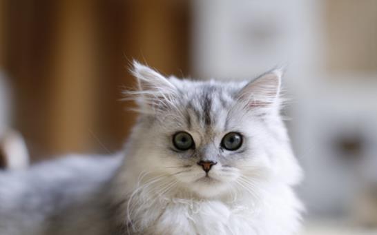 金吉拉猫,属于新品种的猫,属颜色较浅的猫