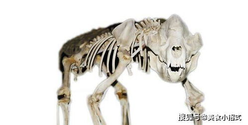 大熊猫祖先是蚩尤坐骑,六神兽排名第一,从巨凶变卖萌的原因