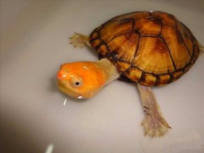 4cm的红面蛋龟养一年能长多大？
