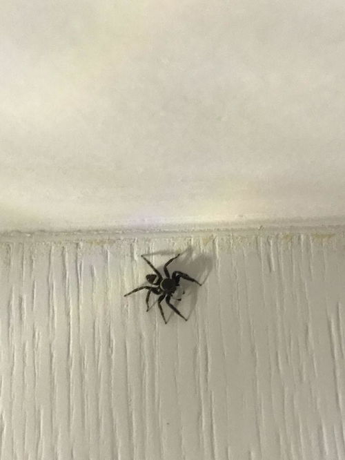 家里常见的蜘蛛,家里常见的蜘蛛有毒吗