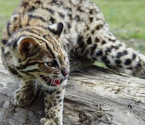 台州惊现濒危二级野生动物,像豹又像猫