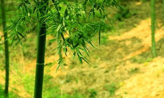 跟竹子有无私奉献的动植物是什么 