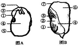 如图为家鸽某系统结构示意图.请据图回答下列问题 1 此图所示为鸟类的 系统的结构示意图. 2 图中各结构的名称为 ① ,② ,③ . 题目和参考答案 青夏教育精英家教网 