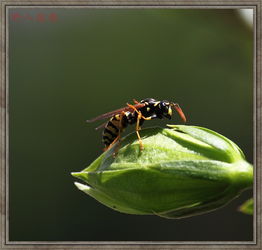 昆虫 昆虫与微距 