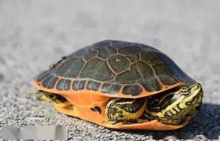 是时候要捋一捋 水龟 与 半水龟 的异同