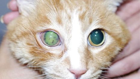 猫咪眼部疾病大汇总,再也不用一个个查了
