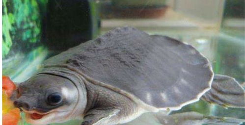 十大全球最受欢迎的发财龟