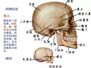 第六版系统解剖学什么是上项线和下项线