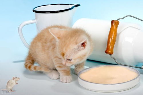 猫一天喝多少水比较合适 怎么促进猫咪喝水