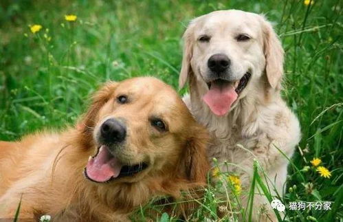 狗狗初次配种的年龄以及狗狗的交配频率