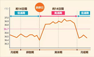 女性在排卵之前体温较低 信息评鉴中心 酷米资讯 Kumizx Com