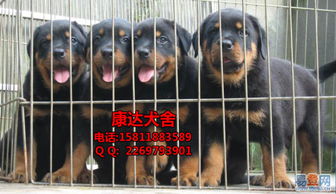 【广州哪里有狗场 广州哪里买狗选择多点 防暴犬罗威纳的图片】-海珠 南洲易登网