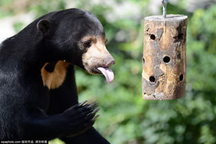 捷克动物园里的太阳熊 对蜂蜜爱不释手 蜜熊