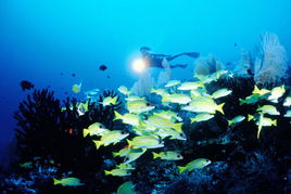 马尔代夫满月岛潜水探索神秘的海底世界（满月岛价格）