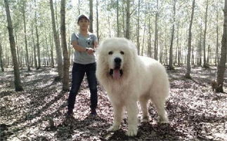 世界最高大的狗不是藏獒 盘点体型最大的狗 