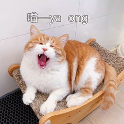 中国的猫会叫 妈 ,日本的猫会讲日语 no 