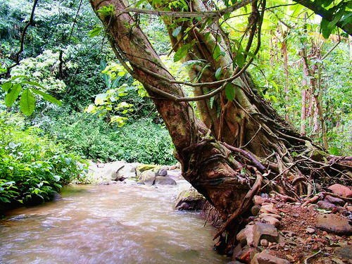什么是原始森林 原始森林的的简单介绍