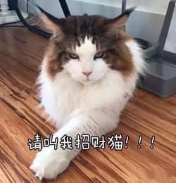 养只大猫能招财 没错,能赚钱养家,还能帮主人找对象