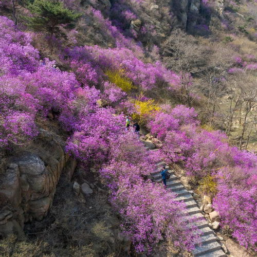 山东省文化和旅游厅冬日旅行线路推荐 博物馆非遗篇