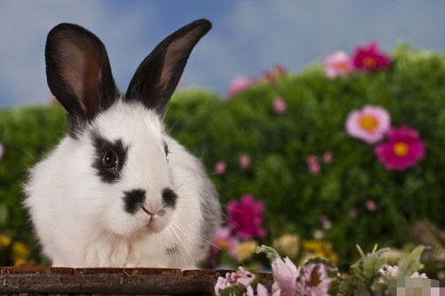 十兔九苦 揭秘63年生肖兔的毕生寿命,过了57岁后什么命