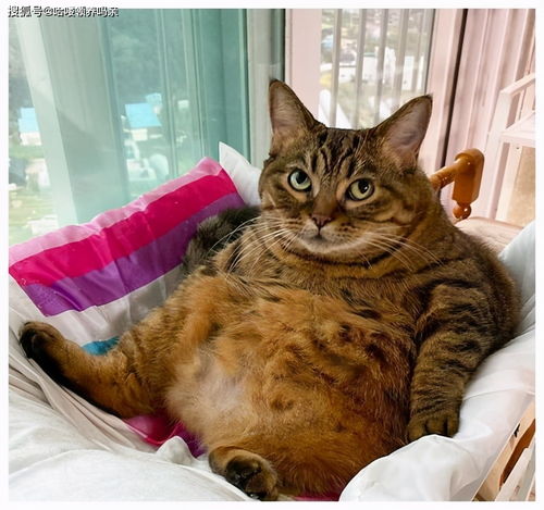 猫咪能听懂有人骂它 如果你说猫咪胖它减肥的话,那是它觉得你胖