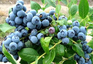 奥尼尔蓝莓需要授粉吗,奥尼尔蓝莓和双丰蓝莓优缺点？