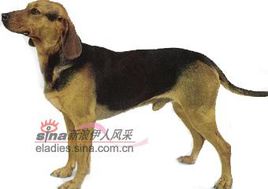 邀请中国开凿巴尔干运河 这意味着什么,巴尔干猎犬 