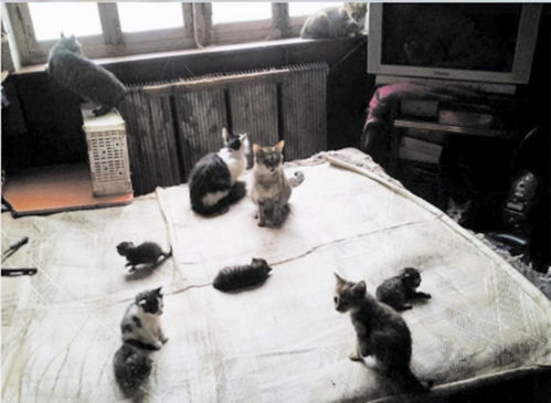 日本 猫岛 5万多只猫,吃光岛上老鼠后,自学下海捕鱼
