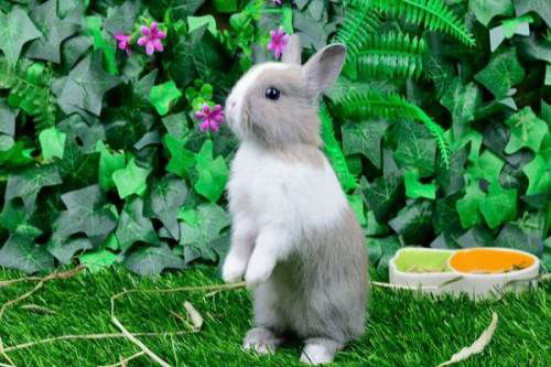 家有侏儒兔 侏儒兔有毛球会吐吗,侏儒兔的毛球怎么排出