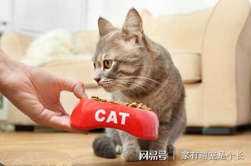 猫吃不下饭只喝水,猫咪不吃饭只喝水