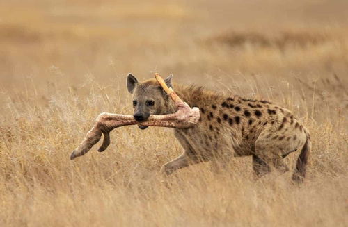 雌性斑鬣狗为什么有雄性的生殖器 它们是雌雄同体吗