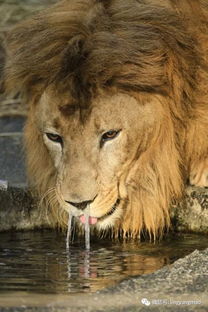 网友拍下了狮子喝水的照片,霸气形象瞬间全无 .....